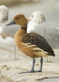 Fulvous Whistling-Duck, ML40247041