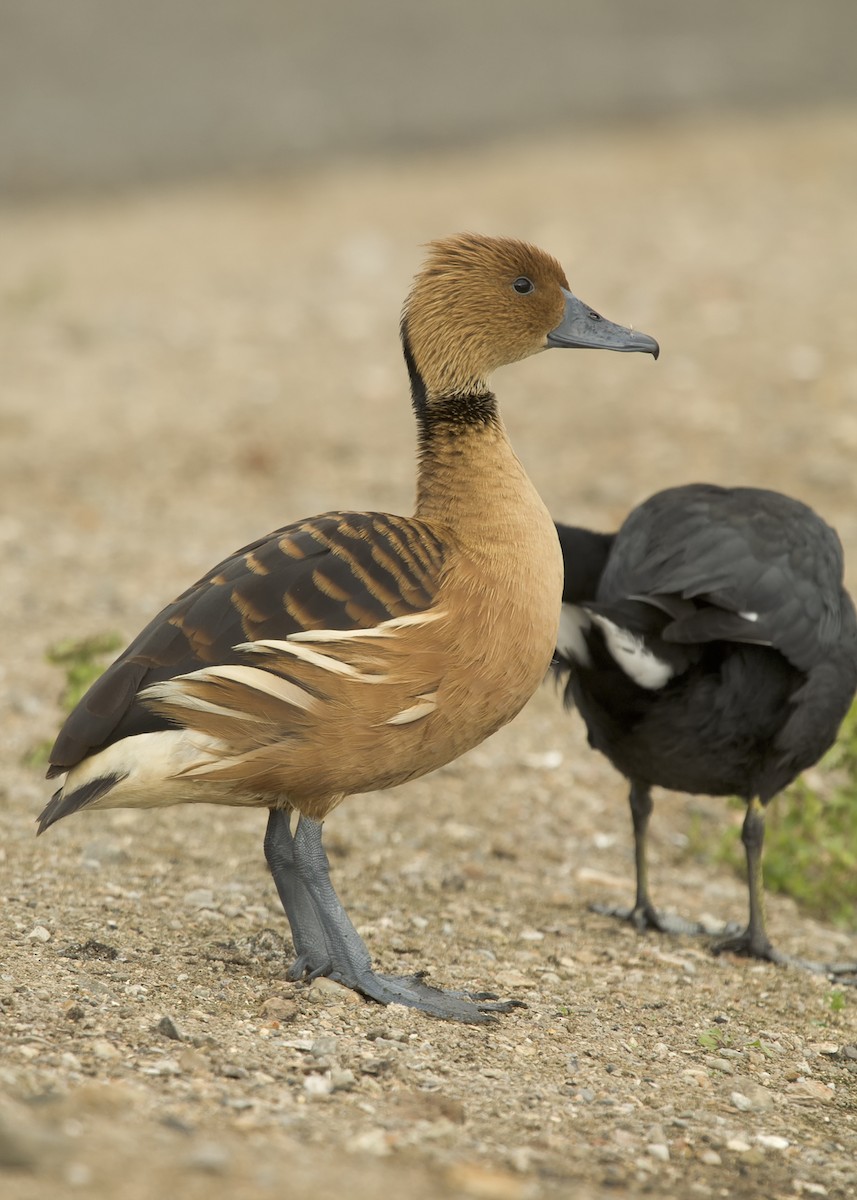 Fulvous Whistling-Duck - ML40247051