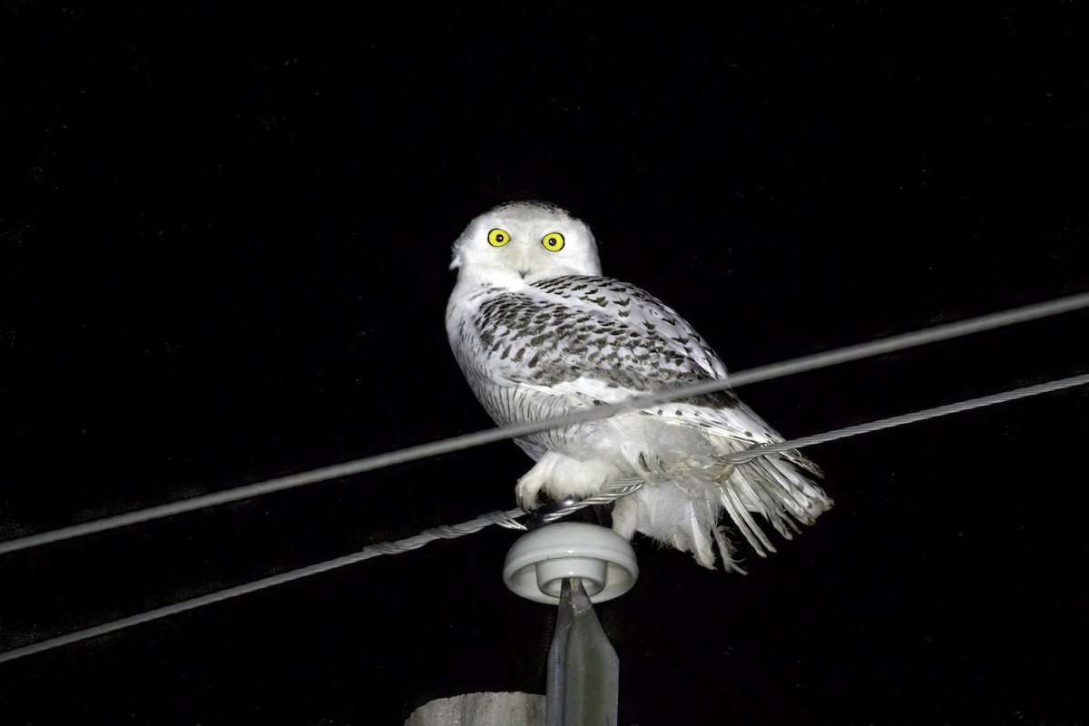 Snowy Owl - ML402488381