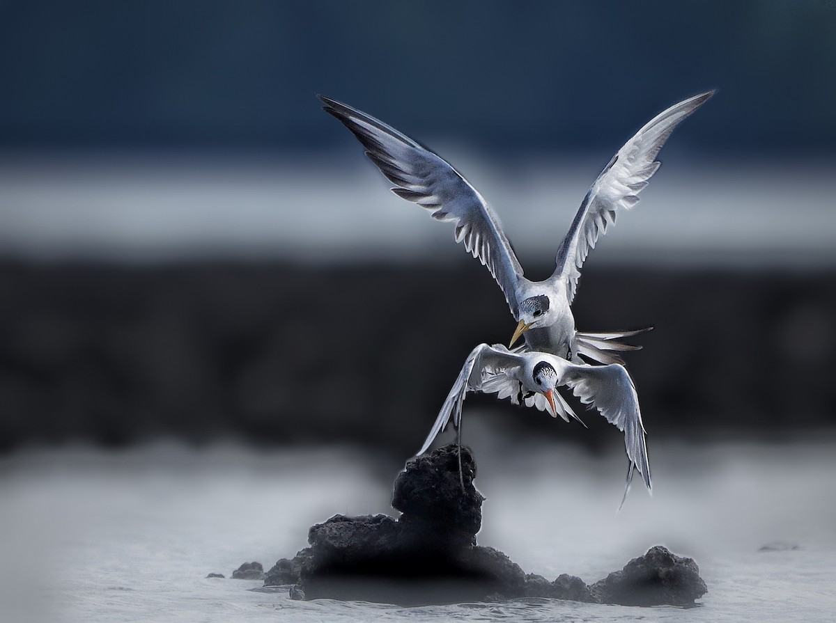 Great Crested Tern - ML402488551