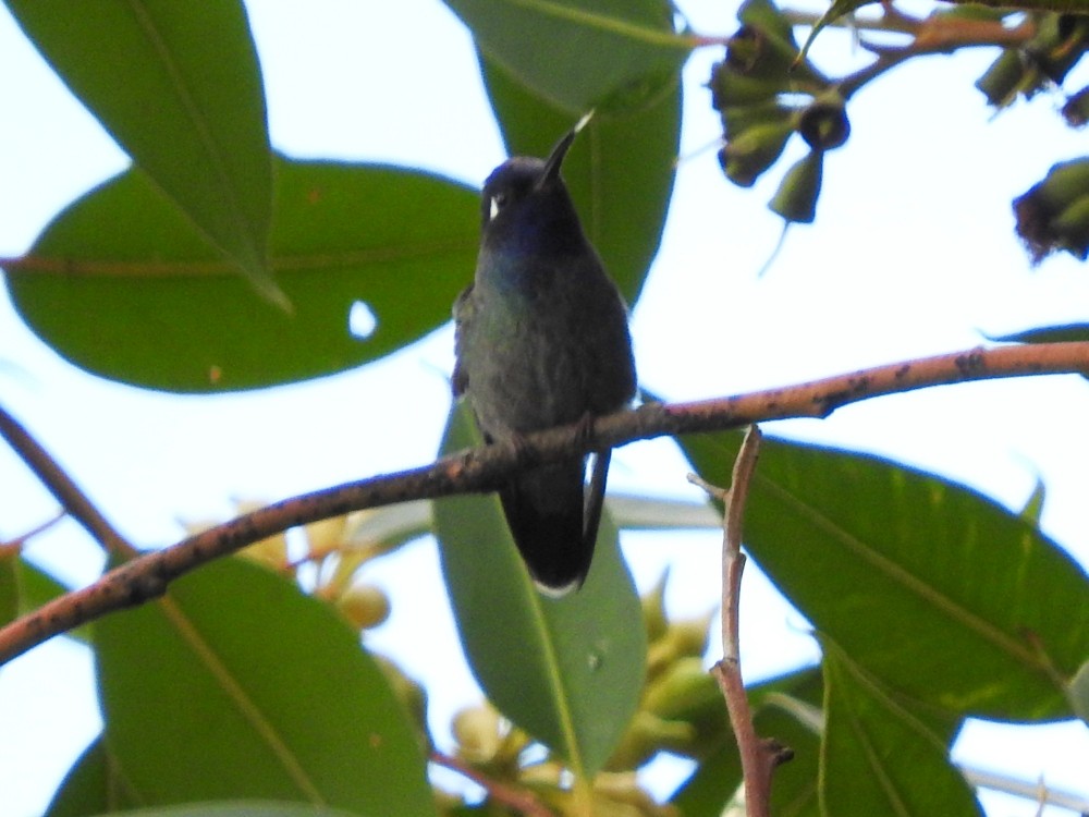 Violet-headed Hummingbird - ML402489291