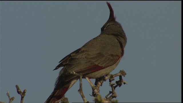 Попугаевый кардинал - ML402490