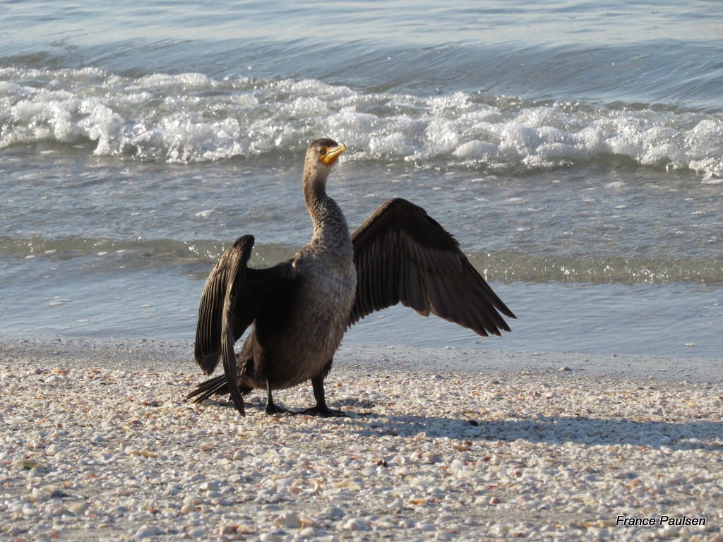 Double-crested Cormorant - France Paulsen