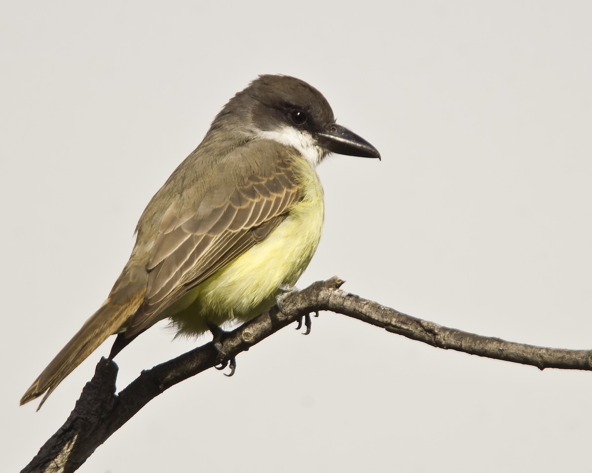 Thick-billed Kingbird - Dave Furseth