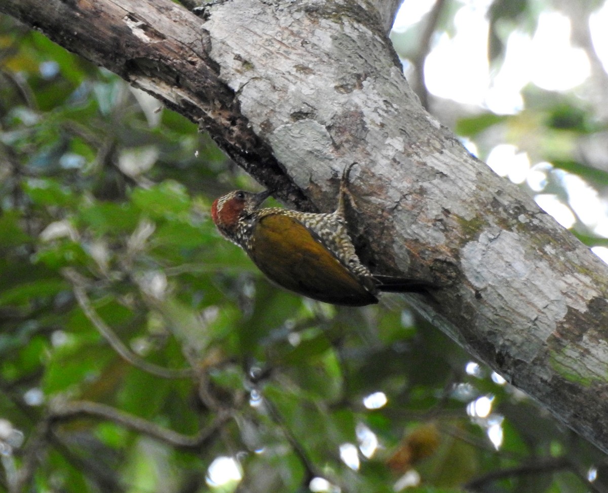 Brown-eared Woodpecker - ML402499011