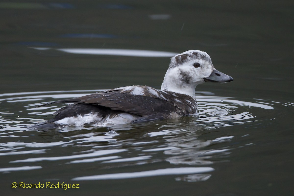 Long-tailed Duck - ML40250011