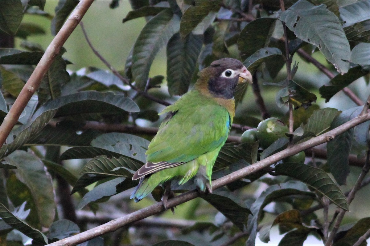 Brown-hooded Parrot - Kenneth Zillig