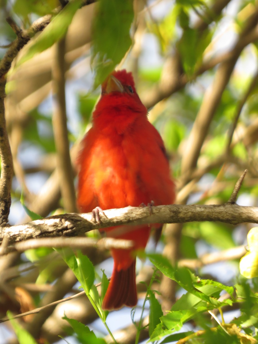 Summer Tanager - Guillermo Funes