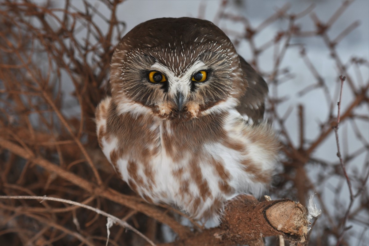 Northern Saw-whet Owl - ML402503621