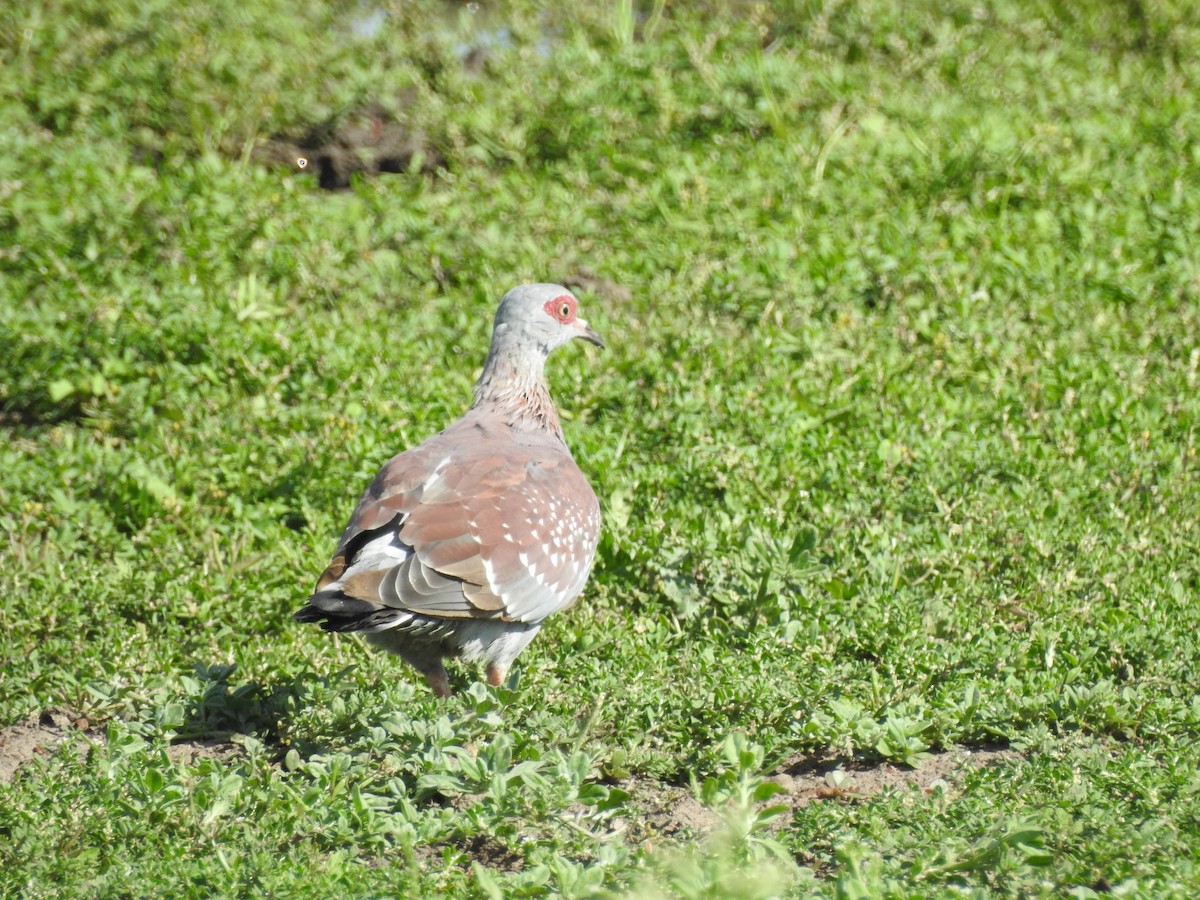 Speckled Pigeon - ML402505871