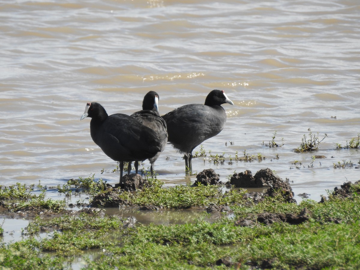 Red-knobbed Coot - ML402505901