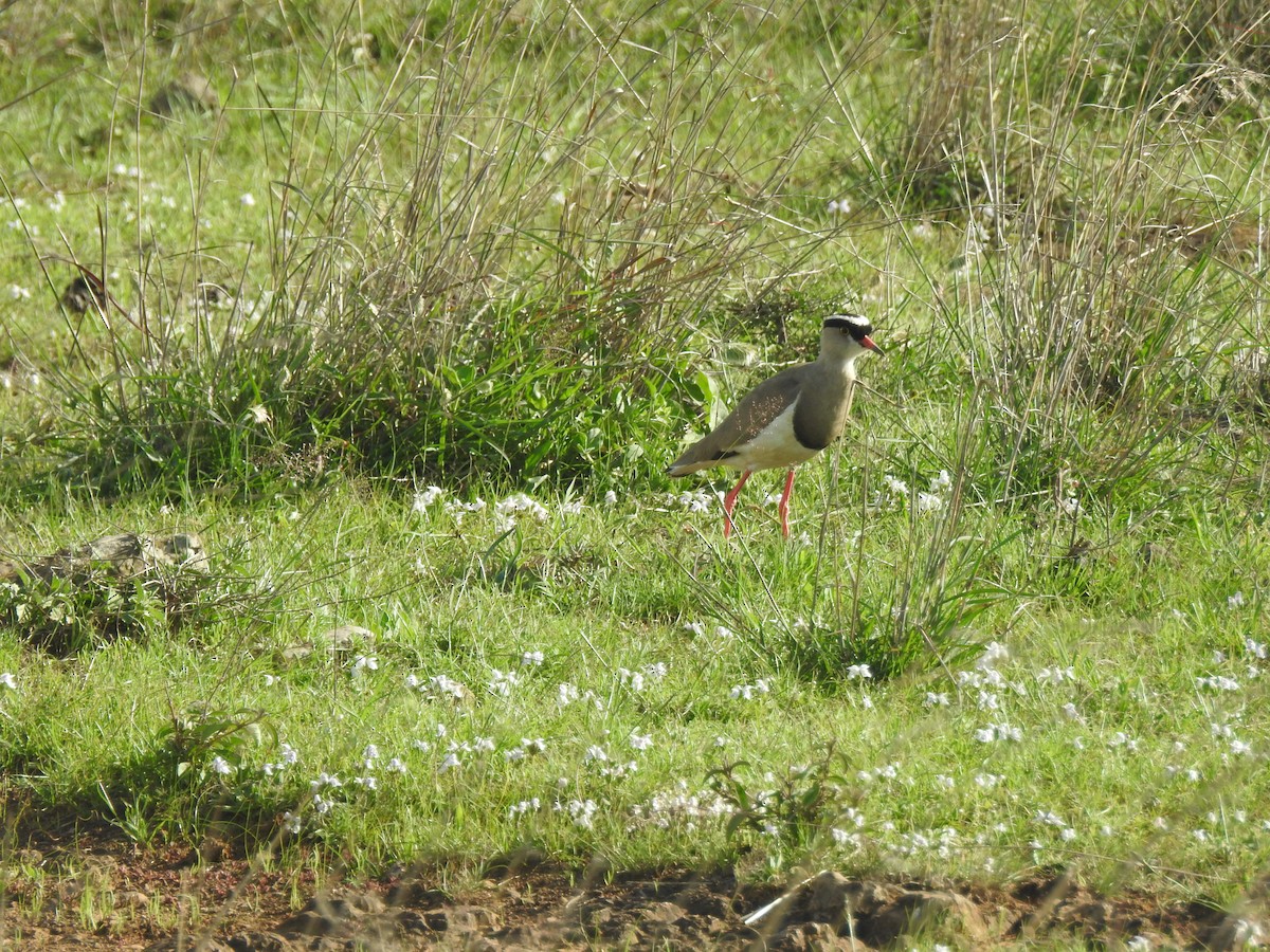 Crowned Lapwing - ML402506011
