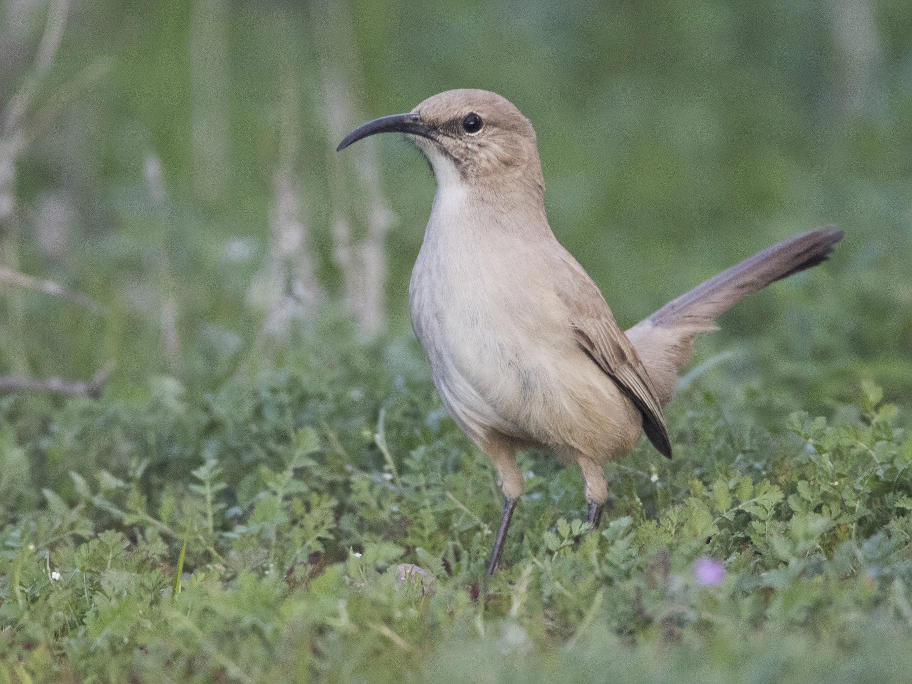 LeConte's Thrasher - Brian Sullivan