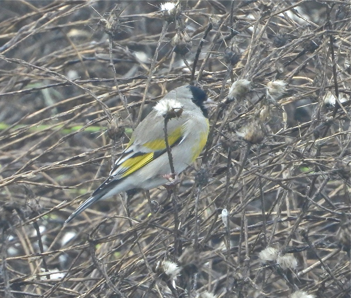 Lawrence's Goldfinch - ML402509731