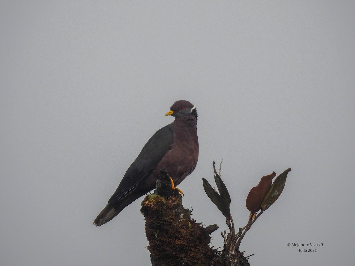 Band-tailed Pigeon - ML402511071
