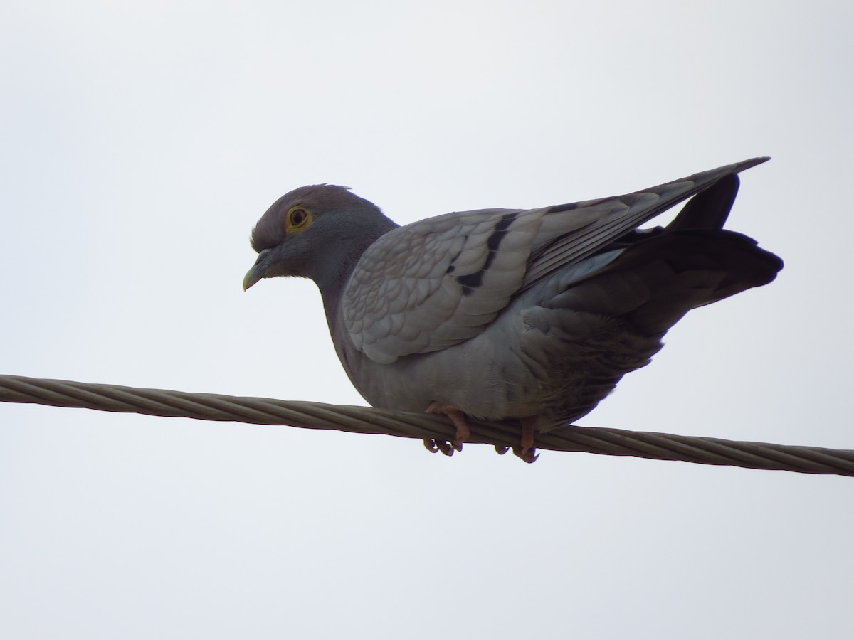 Yellow-eyed Pigeon - ML40251481