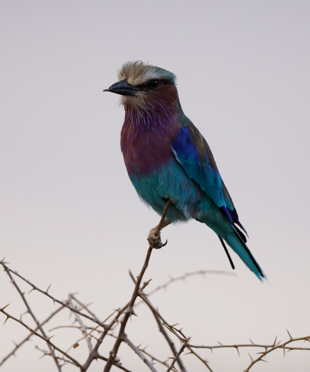 Lilac-breasted Roller - ML402521051