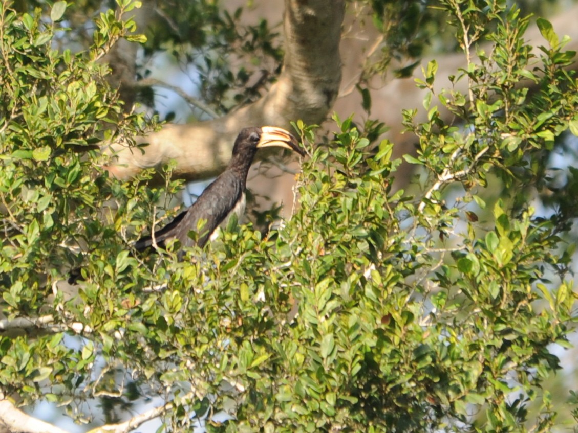 West African Pied Hornbill - ML40252571