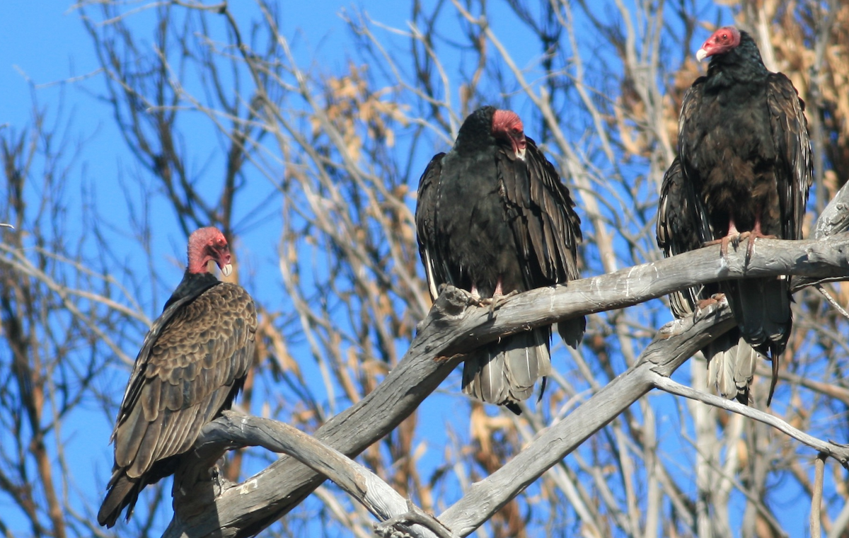 Turkey Vulture - ML402526341