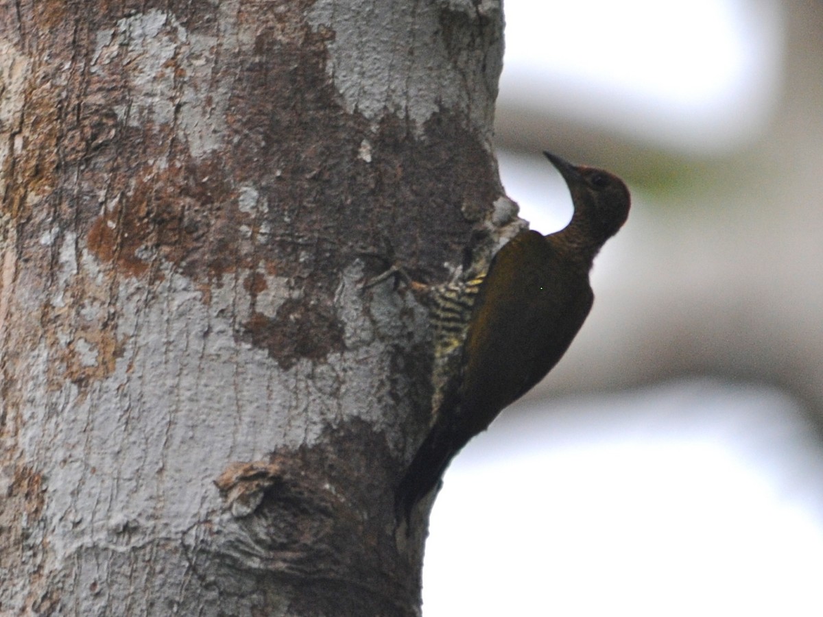 Green-backed Woodpecker (Little Green) - ML40252641