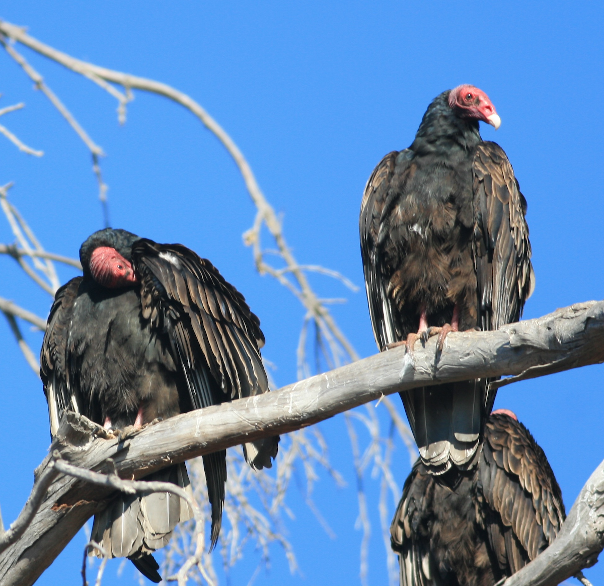 Turkey Vulture - ML402526581
