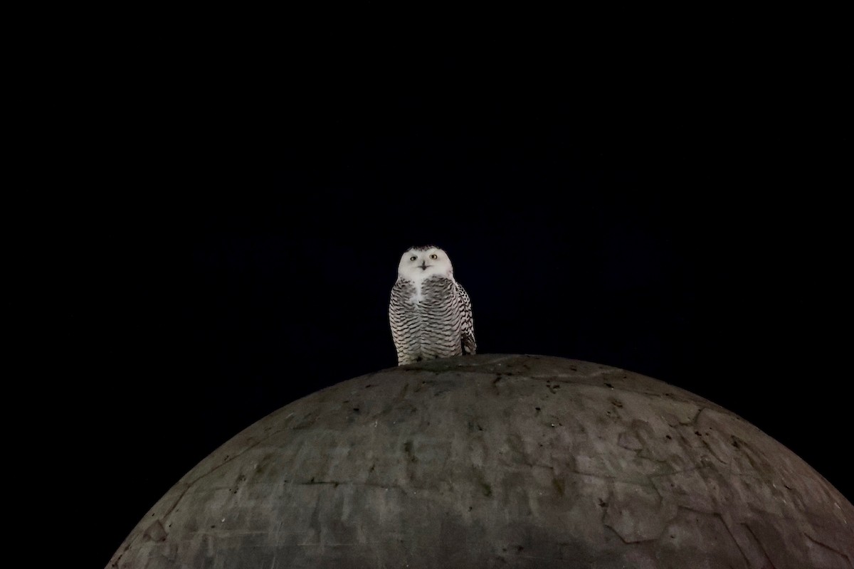 Snowy Owl - ML402535971