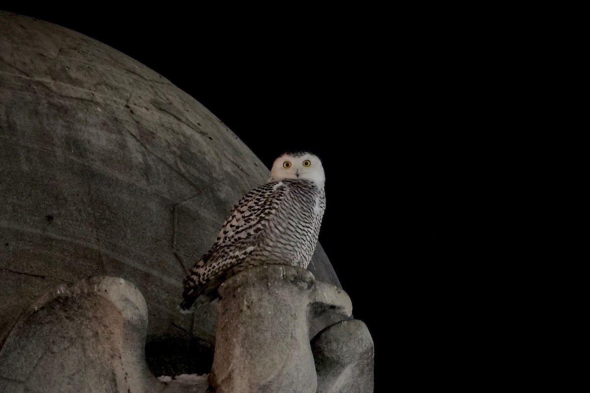 Snowy Owl - ML402536091