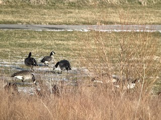 Cackling Goose, ML402536161