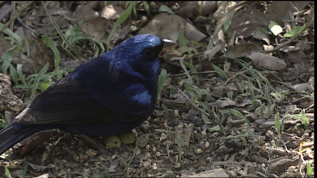 Blue Bunting (Middle America) - ML402537