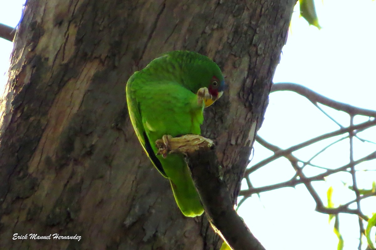 White-fronted Parrot - ML402537611