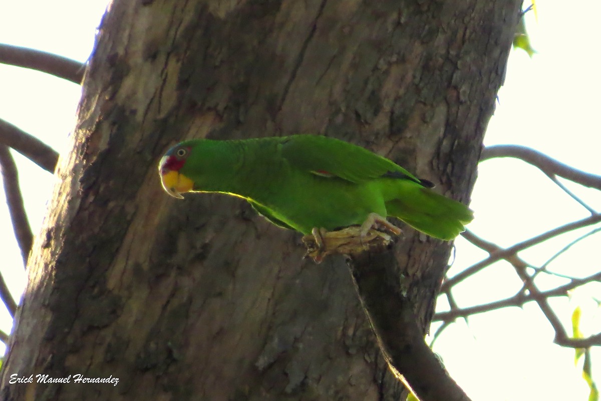 White-fronted Parrot - ML402537631