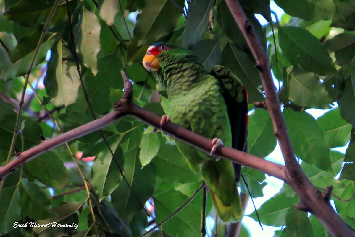 White-fronted Parrot - ML402537641