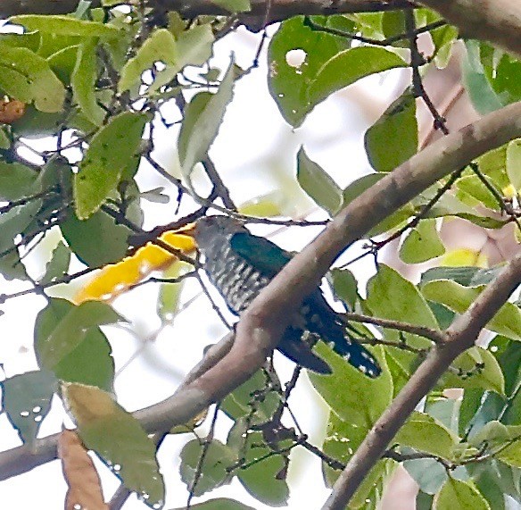 Asian Emerald Cuckoo - Mark  Hogarth
