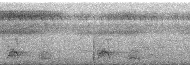 Kara Karınlı Sincap Guguğu - ML40254