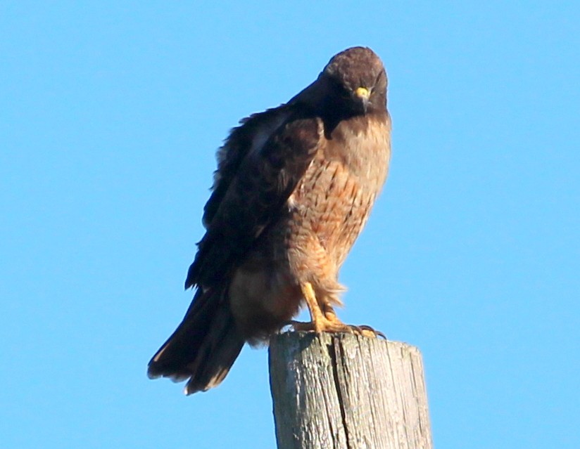 Red-tailed Hawk (calurus/alascensis) - ML40254091