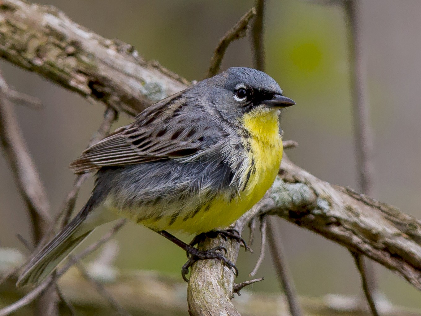 Kirtland's Warbler - eBird