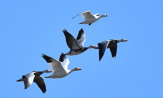Ross's Goose, ML402541421