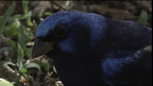 Blue Bunting (Middle America) - ML402542