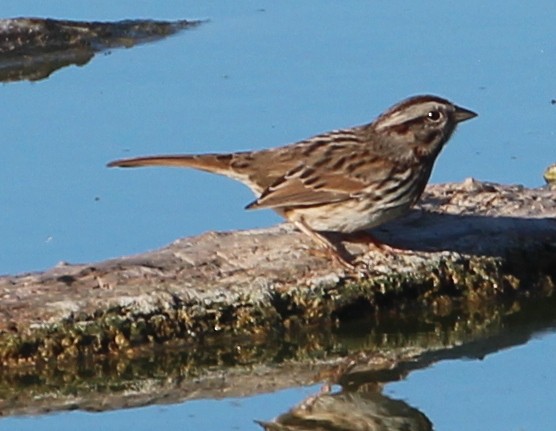 Song Sparrow (heermanni Group) - ML40254271