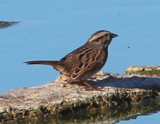 Song Sparrow (heermanni Group) - ML40254281