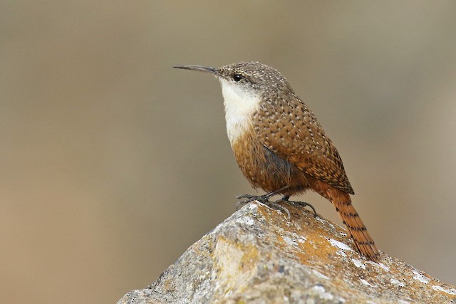 Lateral view (subspecies <em class="SciName notranslate">conspersus</em>). - Canyon Wren - 