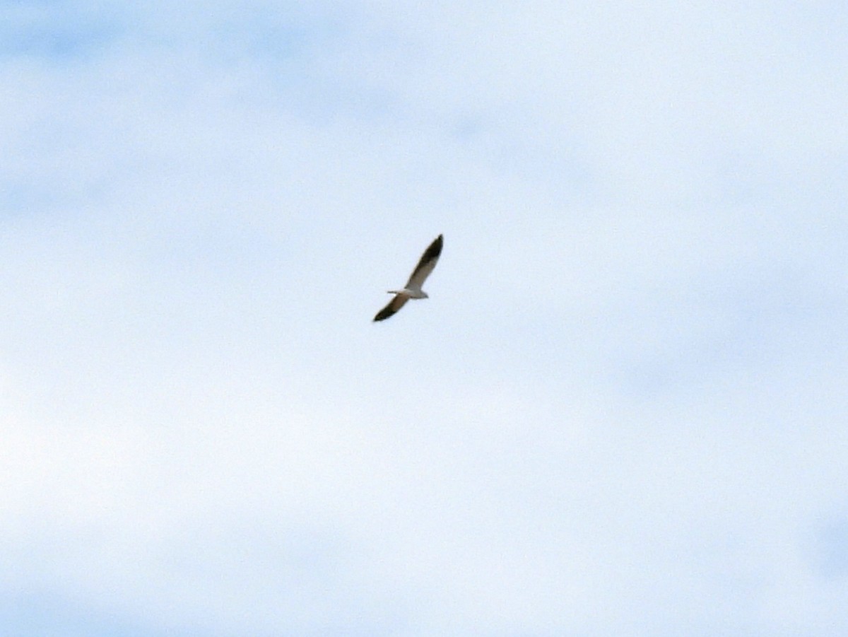Black-winged Kite - ML402548161