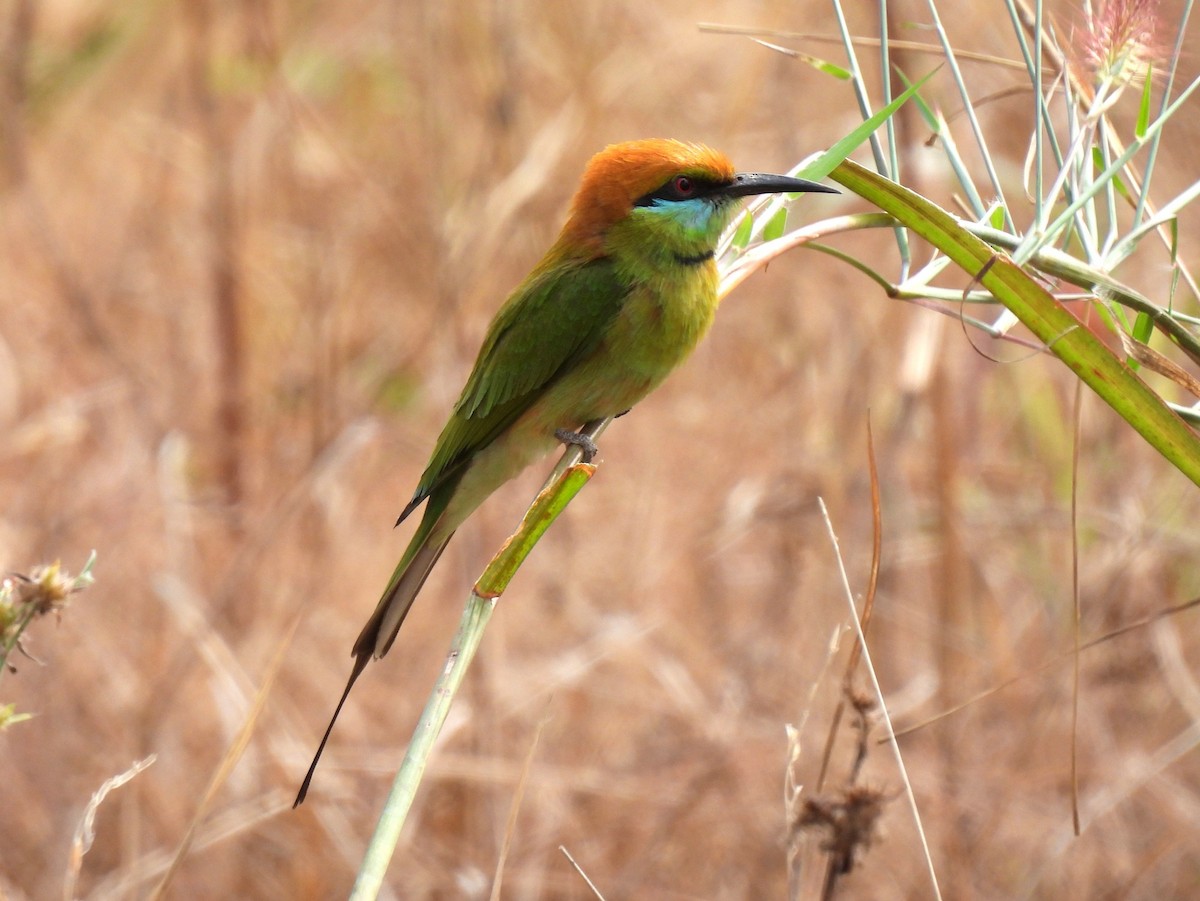 Asian Green Bee-eater - ML402548281