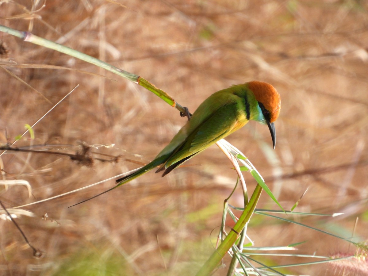 Asian Green Bee-eater - John Sandve