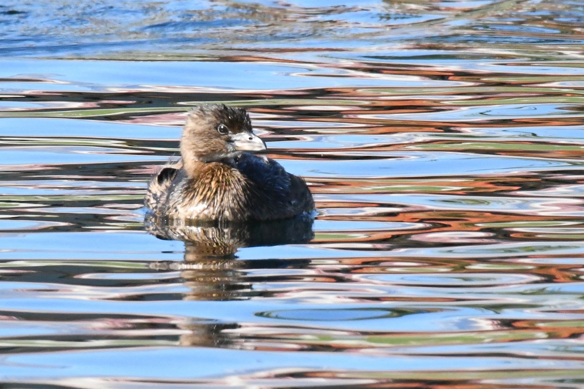 Pied-billed Grebe - James Cosgrove