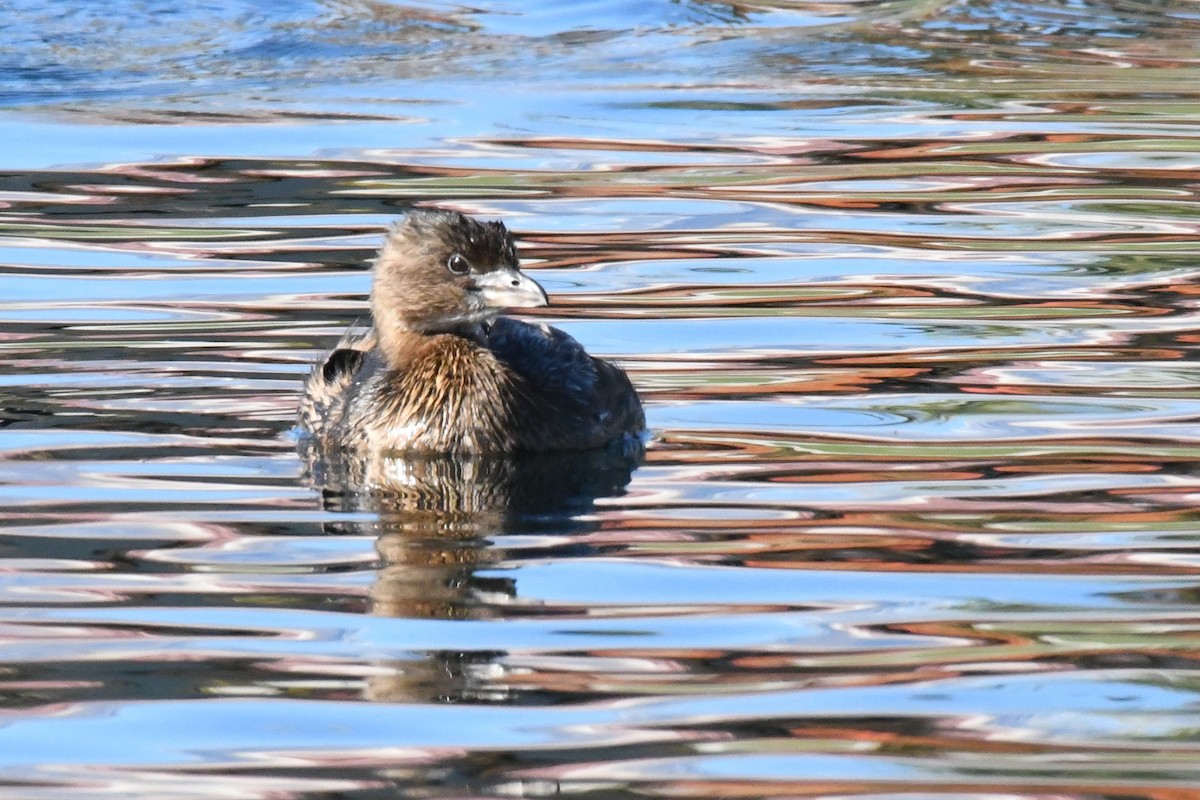 Pied-billed Grebe - James Cosgrove