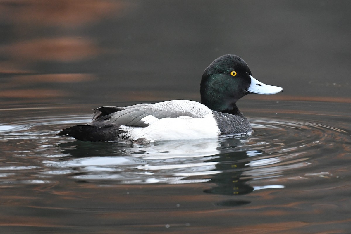 Greater Scaup - ML402553411