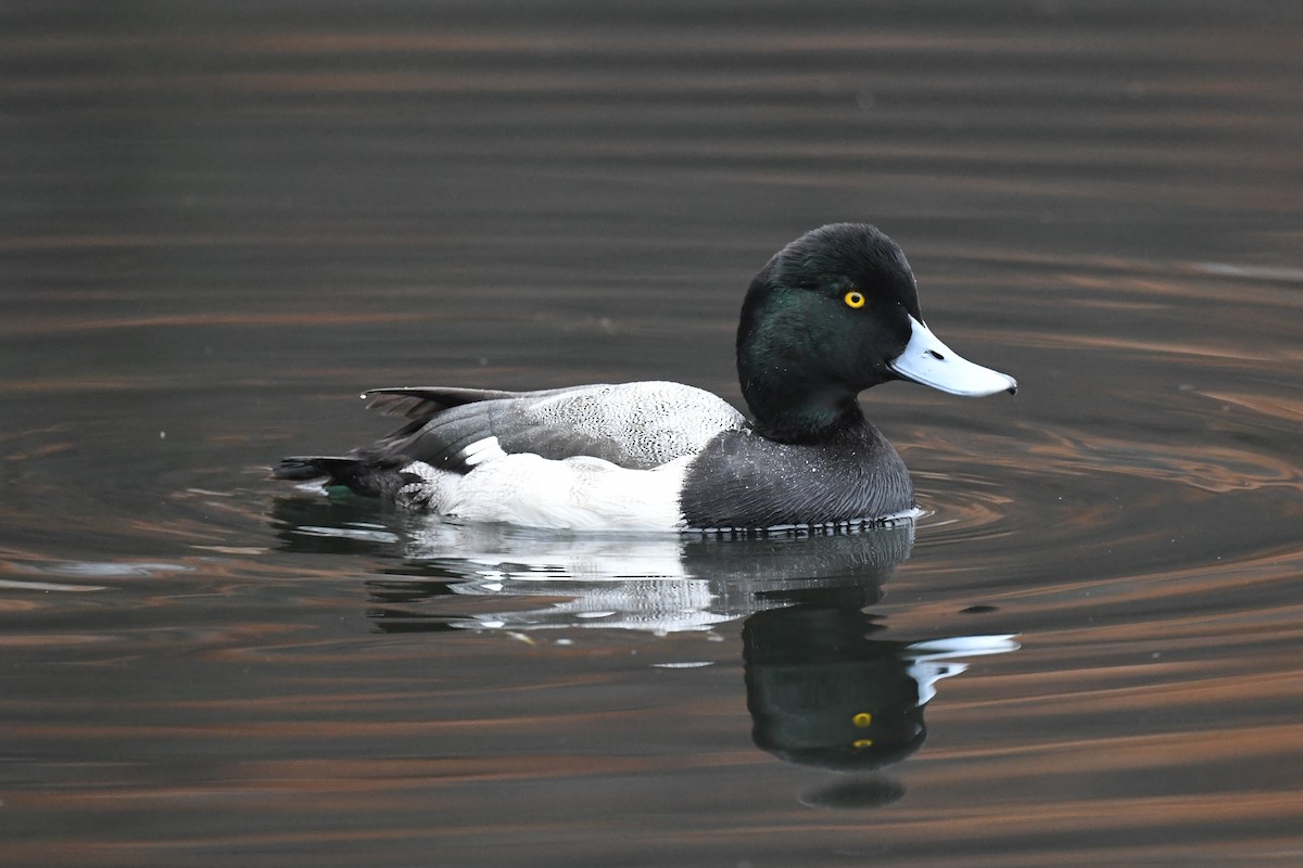Greater Scaup - Ted Bradford