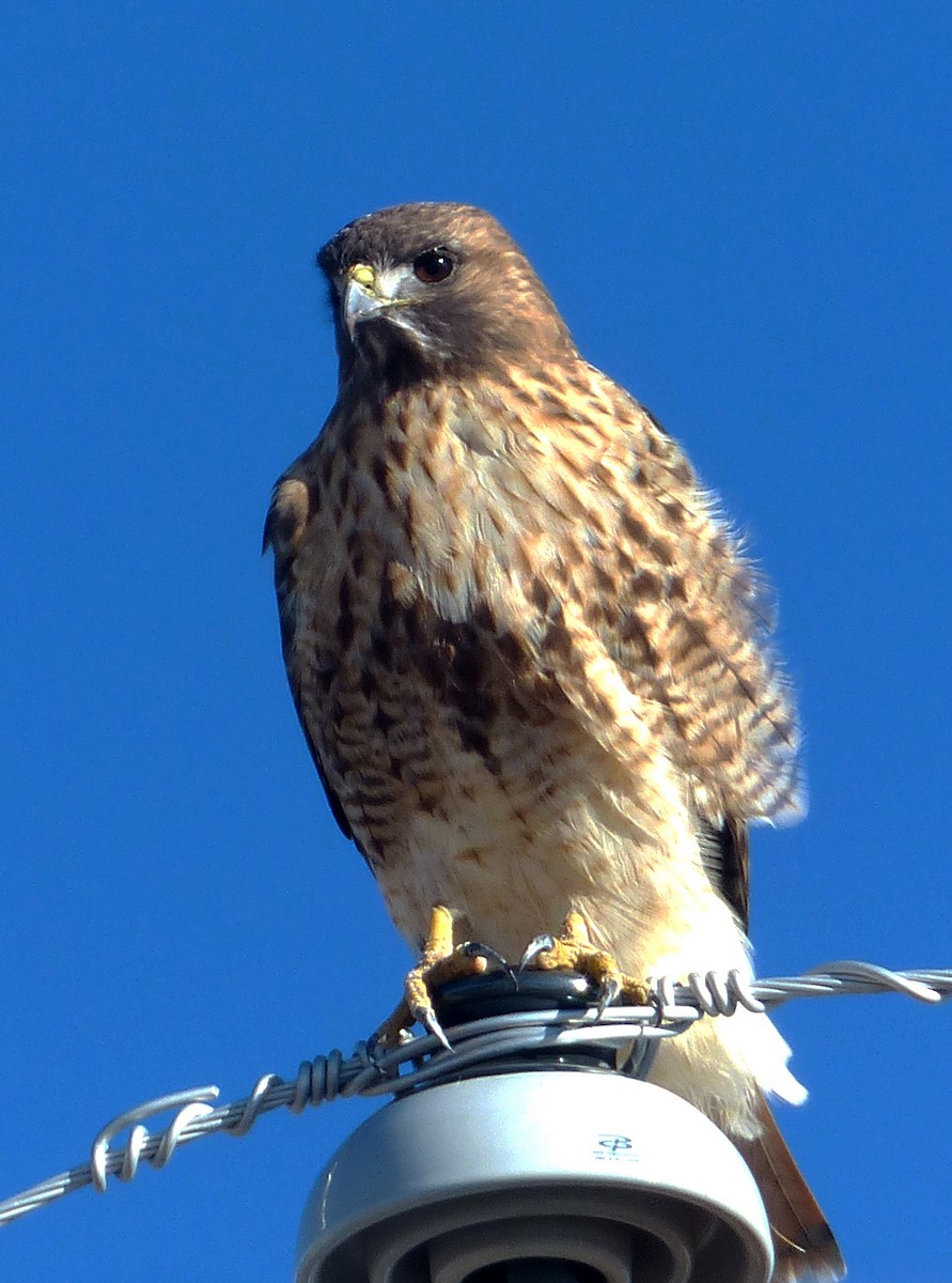 Red-tailed Hawk - ML402554941