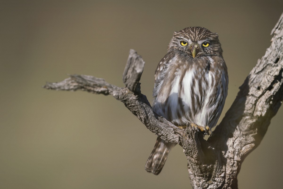 Ferruginous Pygmy-Owl - ML402560581